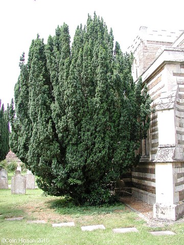 One of several trees, Church End